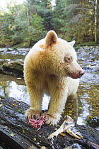 Spirit / Kermode bear (Ursus americanus kermodei) eating fish, most likely salmon, rare subspecies of the American black bear, found in scared locations of the Gitga'at nation, Great Bear Rainforest,...