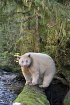 Spirit / Kermode bear (Ursus americanus kermodei) rare subspecies of the American black bear, found in scared locations of the Gitga'at nation, Great Bear Rainforest, British Columbia, Canada, October