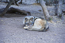 Arctic Grey wolf (Canis lupus linnaeus) curled up asleep, Calfiornia Wolf Centre, San Diego County, California, USA, captive