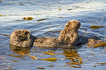 California sea otter (Enhydra lutris) mother and pup resting at surface, Monterey Bay, California, USA, Eastern Pacific Ocean, May
