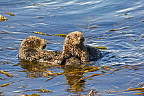 California sea otter (Enhydra lutris) mother and pup resting at surface, Monterey Bay, California, USA, Eastern Pacific Ocean, May