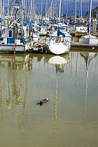 California sea otter (Enhydra lutris) asleep at surface in harbour, Monterey Bay, California, USA, Eastern Pacific Ocean, May