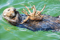 California sea otter (Enhydra lutris) feeding on Northern kelp crab, Monterey Bay, California, USA, Eastern Pacific Ocean, May