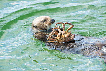 California sea otter (Enhydra lutris) feeding on Northern kelp crab, Monterey Bay, California, USA, Eastern Pacific Ocean, May