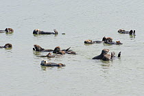 California sea otter (Enhydra lutris) raft of male sea otters resting at surface, Monterey Bay, California, USA, Eastern Pacific Ocean