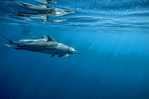Spinner dolphin (Stenella longirostris) profile just beneath surface, Kona coast, Hawaii, USA, August