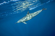 Spinner dolphin (Stenella longirostris) profile just under surface, Kona coast, Hawaii, USA, August