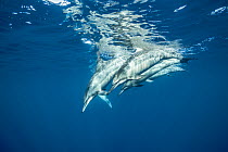 Spinner dolphins (Stenella longirostris) group diving back down after surfacing to breathe, Kona coast, Hawaii, USA, August