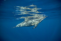 Spinner dolphin (Stenella longirostris) just coming to surface to breathe, Kona coast, Hawaii, USA, August