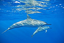 Spinner dolphin (Stenella longirostris) with possible calf, Kona coast, Hawaii, USA, August