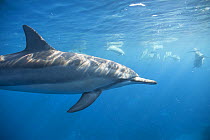 Spinner dolphin (Stenella longirostris) profile underwater, Kona coast, Hawaii, USA, August