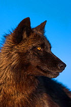 Grey wolf (Canis lupus) melanistic morph, captive.