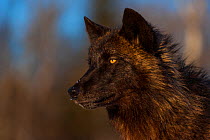 Grey wolf (Canis lupus) melanistic morph, captive.