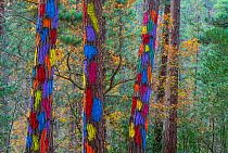 Painted forest, Oma Valley, Urdaibai, Bizkaia, Basque Country, Spain, July 2015. Photo was taken at The Painted Forest, a visual performance created by Agustin Ibarrola artist at a pine grove located...