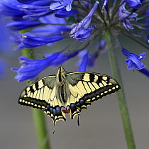 Swallowtail butterfly (Papilio machaon) on Lily of the Nile (Agapanthus) Bretagne, France, July