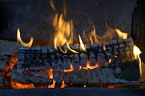 Close up of burning log on  wood fire and flames,