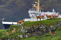 Red deer (Cervus elaphus) herd of female does and young, with Islay ferry behind, Jura, Scotland, UK, September
