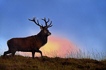 Red deer (Cervus elaphus) male stag silhouetted at dusk, rut season, Jura, Scotland, UK, September