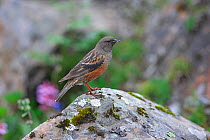 Collared accentor (Prunella collaris) Wolong National Nature Reserve, Sichuan Province, China.