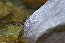Frog (Odorrana huanggangensis) Nanling National Nature Reserve, Guangdong Province, China.