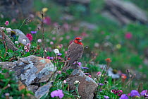 Red-fronted rosefinch (Carpodacus puniceus) Balang Mountain, Wolong National Nature Reserve, Sichuan Province, China.