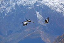 Black necked crane (Grus nigricollis) Basongcuo National Park, Qinghai-Tibet Plateau, Tibet, China.