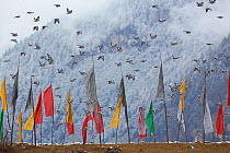 Snow pigeon (Columba leuconota) and  Darchor style prayer flags,  Basongcuo National Park, Qinghai-Tibet Plateau, Tibet, China.