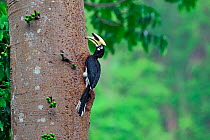 Oriental pied hornbill (Anthracoceros albirostris) on fruiting tree, Yingjiang County, Dehong Prefecture, Yunnan Province, China.