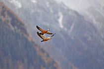 Ruddy shelducks (Tadorna ferruginea) in flight, Basongcuo National Park, Qinghai-Tibet Plateau, Tibet, China.
