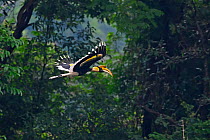 Great pied hornbill (Buceros bicornis) male flying, Yingjiang County, Dehong Prefecture, Yunnan Province, China.