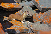Mountain weasel (Mustela altaica) on rocks, Jigzhi County, Qinghai Province, China.