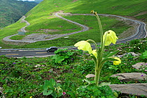 Poppy (Meconopsis integrifolia) Jiajinshan Mountain , Sichuan Province, China.
