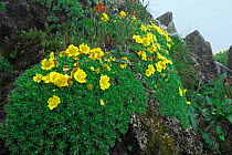 Flowers (Potentilla cuneata) Balang Mountain, Wolong National Nature Reserve, Sichuan Province, China.