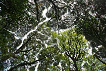 View up to  forest canopy, showing crown shyness (gap between trees)  Gaoligong Mountain National Nature Reserve, Yunnan Province, China.