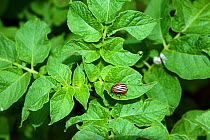 Colorado potato beetle (Leptinotarsa decemlineata) on Potato (Solanum tuberosum) leaves, Romania.