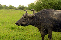 Carpathian water buffalo (Bubalus arnee), Buffalo Farm Saldobosch, Zakarpattia-Oblast, Khust-Region, Ukraine.