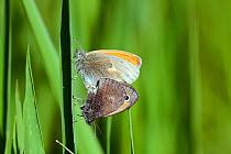 Small heath butterflies (Coenonympha pamphilus) pair mating, Chelm, Poland.