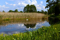 Oxbow Lake in the Bug River floodplain, Mute Swans (Cygnus olor) and Reedbed (Phragmites australis), Stare Okopy, Poland.