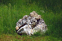 Natural limestone boulder from the Cretaceous Period located in a meadow with Spreading Bellfolower (Campula patula), Carpathian Biosphere Reserve, UNESCO World Heritage Site, Zakarpattia Oblast, Ukra...
