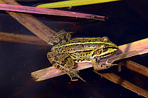 Marsh Frog (Pelophylax ridibundus) basking on Bur-reed (Sparganium sp.) leaves, flood-plain pool, Stare Okopy, Poland.