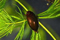 Mud dweller beetle (Ilybius ater) at rest on Hornwort (Ceratophyllum demersum), Carmarthenshire, Wales. Captive.
