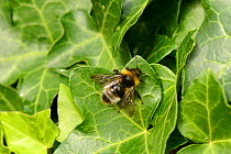 Male Forest Cuckoo Bumblebee (Bombus sylvestris) on Ivy (Hedera helix), Herefordshire, England.