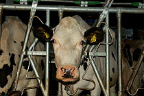 Holstein Cow in modern automated milking parlour, farmer, Herefordshire, England.