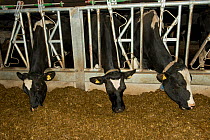 Holstein Cows feeding  in modern automated milking parlour, farmer, Herefordshire, England.