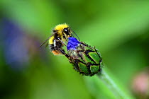 Early Bumblebee (Bombus pratorum) on Perennial Cornflower (Centaurea montana), Herefordshire, England, UK, June.