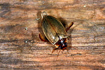 Diving Beetle (Colymbetes fuscus) resting on submerged log, captive, Herefordshire, England.
