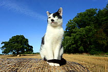 Domestic black and white cat (Felis silvestris catus) sitting on a round straw bale, Herefordshire, England, UK.