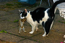 Domestic black and white cat (Felis silvestris catus) with young European Rabbit (Oryctolagus cuniculus) in its mouth, on garden patio, Herefordshire, England.
