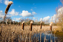 Bulrushes (Typha latifolia) on a pond in winter, Herefordshire, England.
