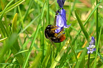 Red-tailed bumblebee queen (Bombus lapidarius) pollinating Bluebell (Hyacinthoides non-scripta),, Worcestershire, England.